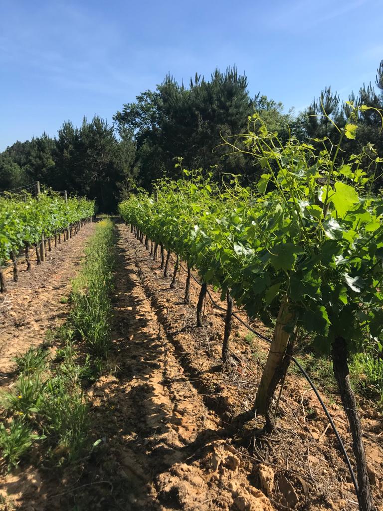 Cata de vinos Regateiro